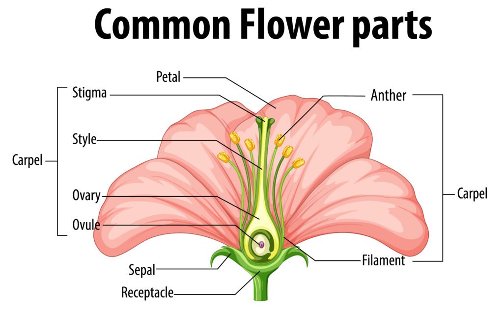 Parts of a Flower – Dissection and identification of reproductive parts