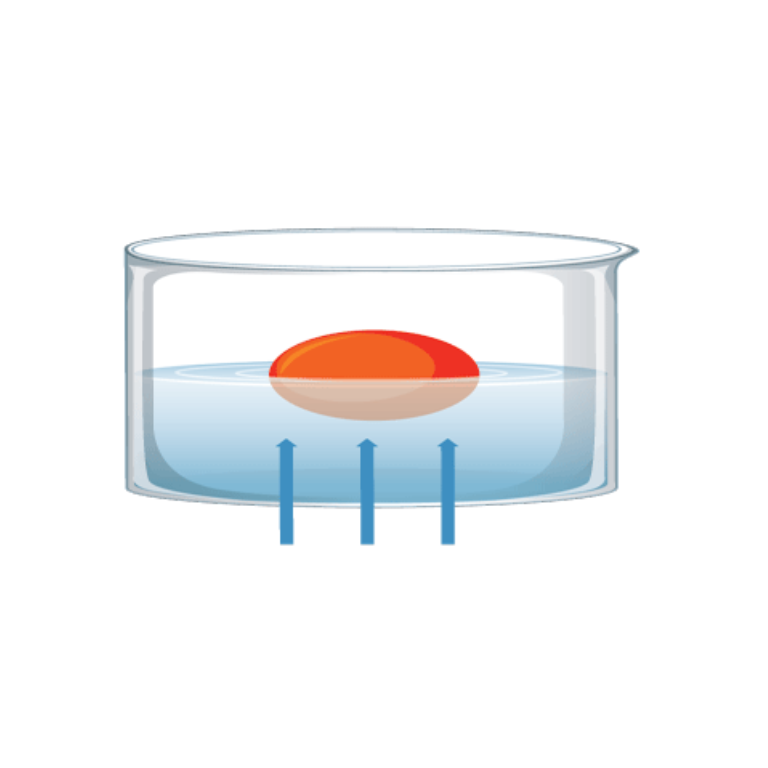 Floating and Sinking – Archimedes’ Principle (Concept Demo)